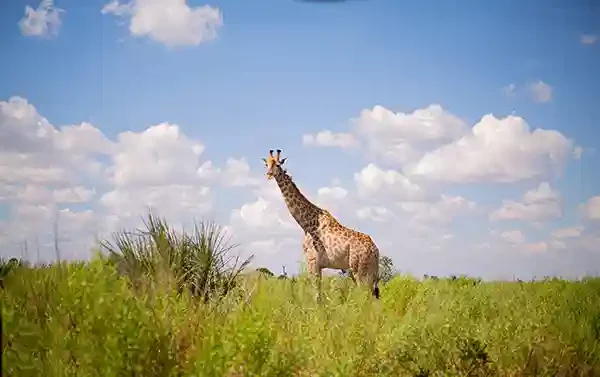 Roy_Safaris-Gal-29