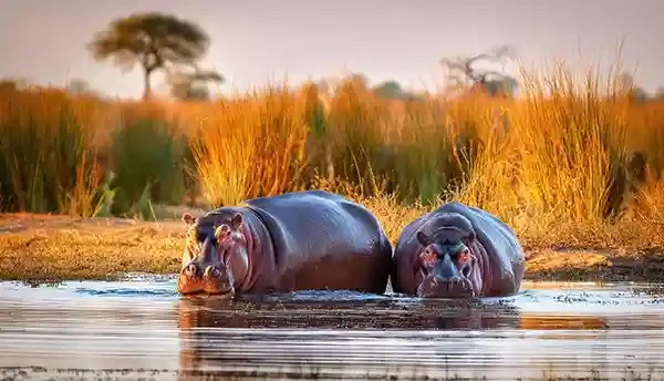 RoySafaris-Gal-07