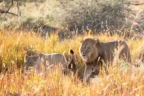 RoySafaris-Gal-10