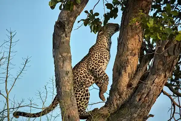 RoySafaris-Gal-13