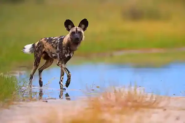 RoySafaris-Gal-14